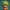 Broly