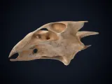 Realistic Turtle Skull 3D Printable Model-9
