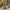 Sword Garden Gnome
