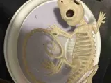 dead gecko-0