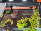 Plant - Feeder Ring Clips for Plastic Rimmed Aquariums-0