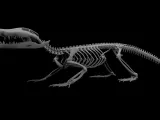 Crocodile_Skeleton – Realistic Detailed Reptile Bone-3
