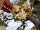 Wasp trap long-4