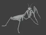 Insect Mantis Assembly Model-5