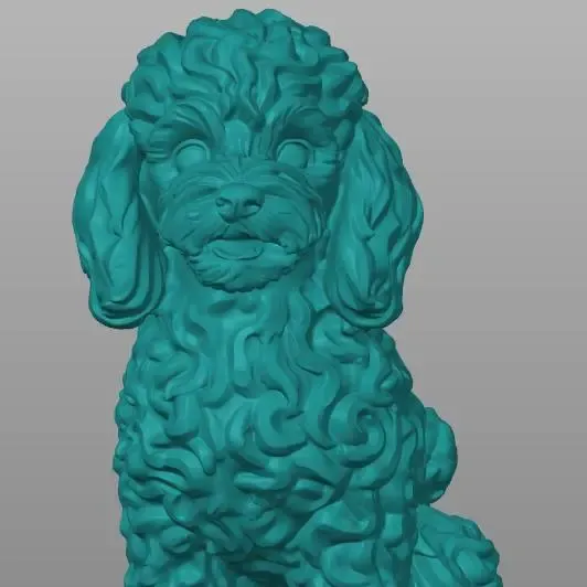 DOG Poodle
