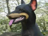 Dog beauceron-1