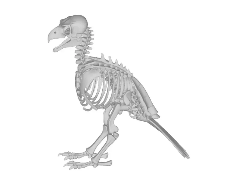 Falcon Skeleton Anatomy – Highly Detailed Bird Skeletal 3D