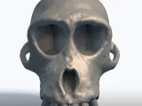 Monkey Skull 3D Model - Primate Anatomy Sculpture-2