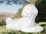 Dog Bichon-4