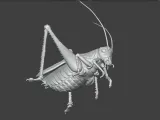 Insect Cricket Assembly Model-6