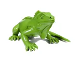 Iguana-6