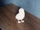Low Poly Puffin Bird-2