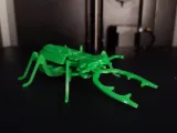 ESCARABAJO-4