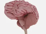 Modelo Anatômico: Cérebro Humano Detalhado-4