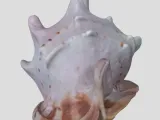 Big pretty shellfish（scan by Revopoint POP 2）-0