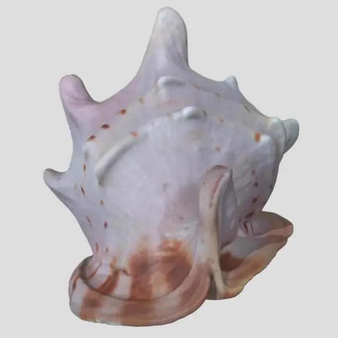Grote mooie schelpdieren (scan door Revopoint POP 2)