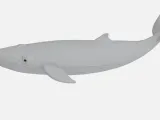 Blue whale-3