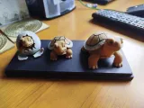 Ciclo de vida de la tortuga – Tres etapas-4