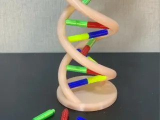 DNA Model