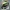 Draginzord Green Ranger (Variante Fledermaus in der Sonne)