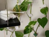 wall clipper for plants-1