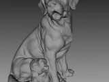 labrador-0