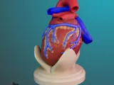 ANATOMIA INIMII PENTRU EDUCAȚIE-3