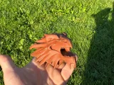 Dragon head-3