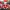 Creality Maskottchen artikuliert Santa Cuva