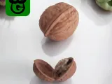 Walnut (with Hinge and Seed)-1