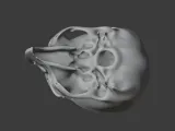 Birkenia Skull-6