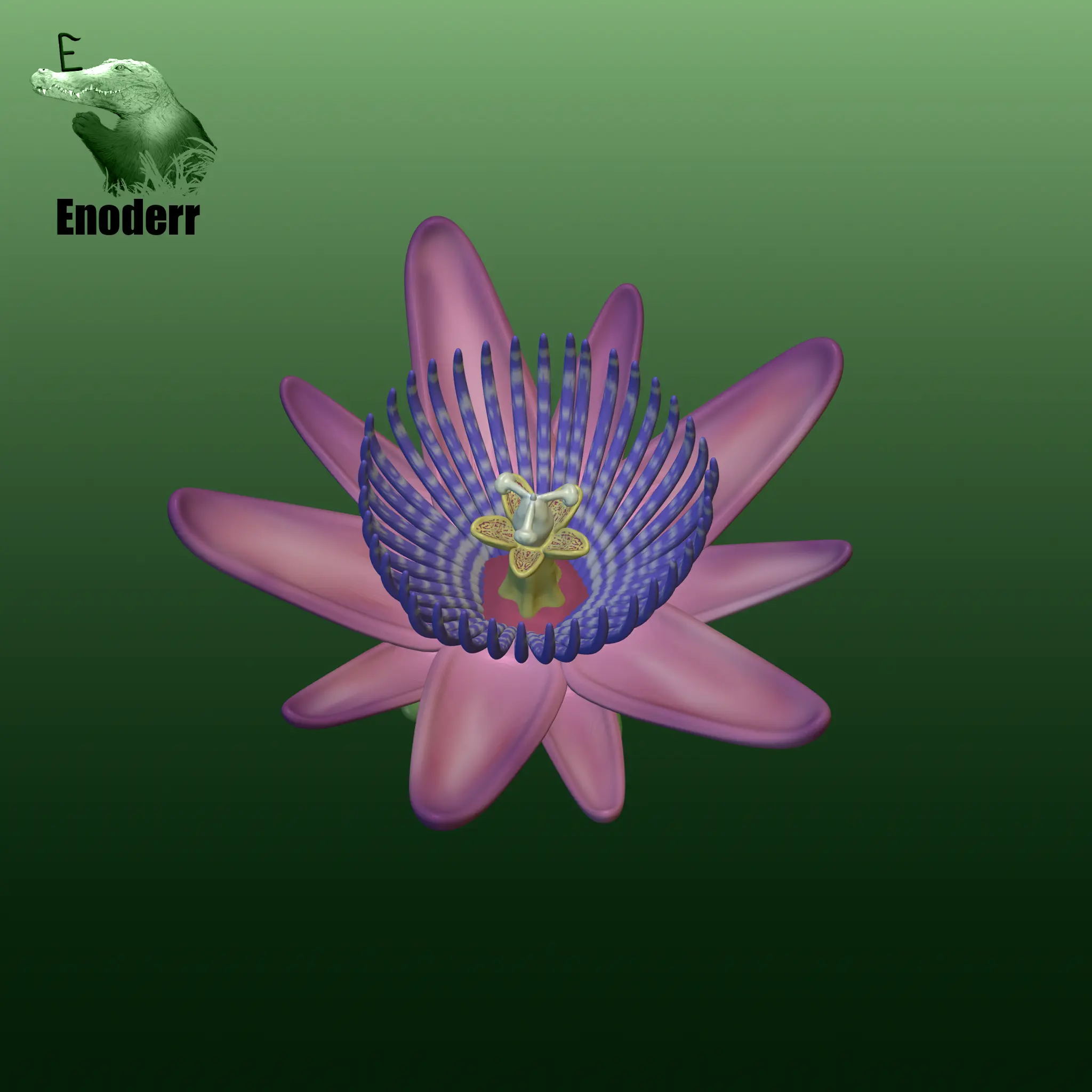 Passiflora quadrangularis flower