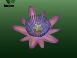 Passiflora quadrangularis flower-0