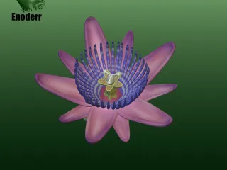 Passiflora quadrangularis flower