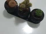 cactus planter set-1