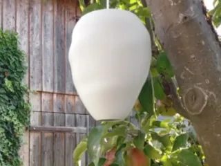 Wasp nest