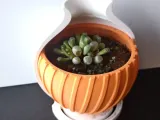 SVC-陶纹蛋壳花盆-3