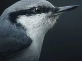 Bird Lithopane -1