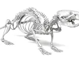 Rat_Skeleton – Realistic Detailed Rodent Bone Structure-5