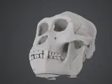 gorilla skull-2