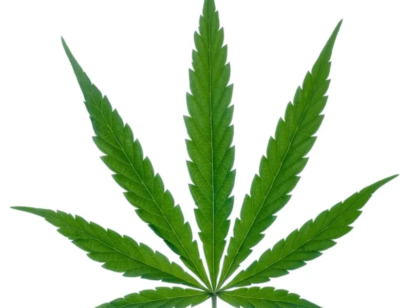 weed leaf