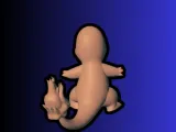 Charmander Pokemon-4