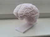 CRL_trophy_brains-2