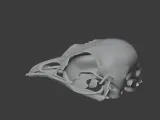 Bellbird Skull-4