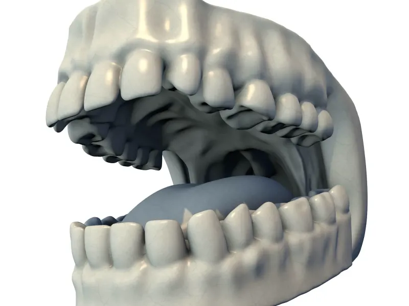 Human Teeth and Tongue Anatomy 3D Model