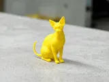 Gatto Sfinge-1