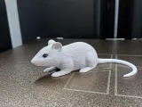 Sneaky Little Mouse-2