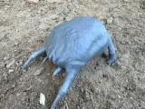 Headcrab from the Half-Life game-1