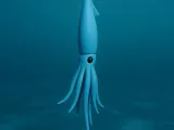 squid-0