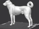 kangal dog-1